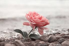 Afbeelding met water, grond, buitenshuis, bloemblaadje

Door AI gegenereerde inhoud is mogelijk onjuist.